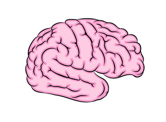 pink grey human brain education illustration