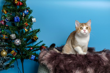 Cute British Longhair cat  indoor