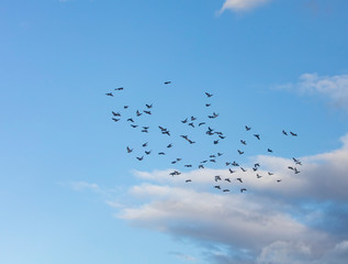 birds flying in the blue sky