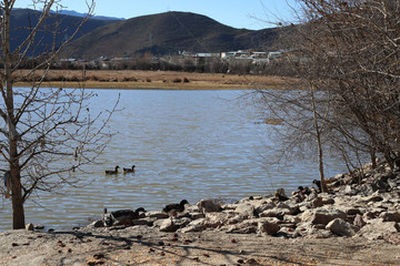 Group of brown ducks at the lake