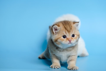 Cute British Longhair cat  indoor