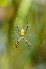 wasp spider (Argiope bruennichi) on the net