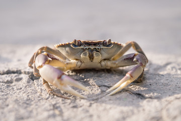 Lake crab front on stone floor in sunlight