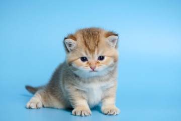 Cute British Longhair cat  indoor