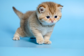 Cute British Longhair cat  indoor