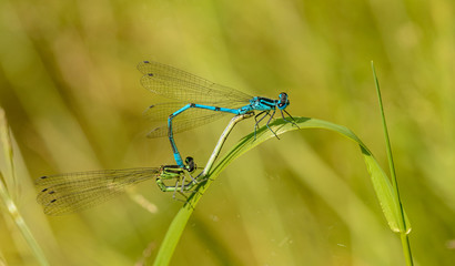 blue damselflies dragonflies mating on grass