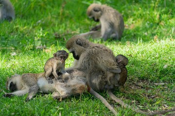 Monkey family with two babies