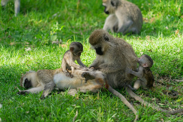 Monkey family with two babies