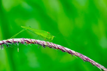 green grasshopper on a leaf