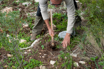 farmer sowing in the field with ground and green background