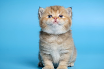 Cute British Longhair cat  indoor