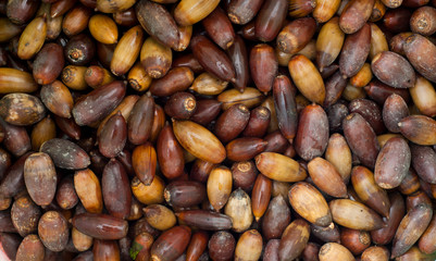 acorns in basket collection ready to eat or sow