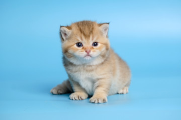 Cute British Longhair cat  indoor