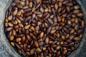 acorns in basket collection ready to eat or sow