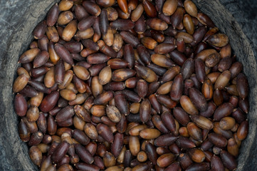 acorns in basket collection ready to eat or sow