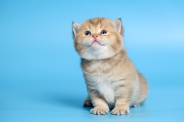 Cute British Longhair cat  indoor