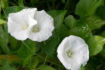 Zaunwinde (Calystegia sepium), Blüten