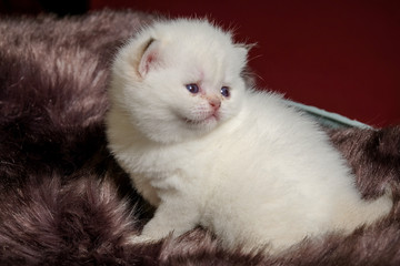 Cute British Longhair cat  indoor