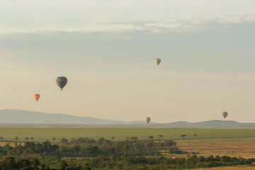 Hot air balloons raising from the ground in the plains of Masai Mara National Reserve for an early morning safari ride