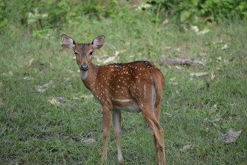 deer in the forest