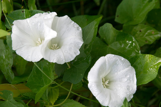 Zaunwinde (Calystegia sepium), Bl&uuml;ten