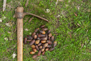 Still life acorns and cultivation tool with fresh green grass background