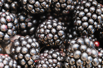Close up of shiny, freshly picked blackberries