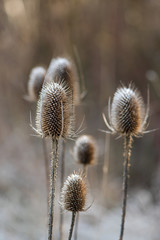 Frozen flowers of wild teasel with ice needles in the hoar frost in winter. Selective focus....