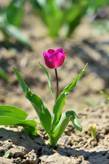 Tulip growing out of the ground on a sunny day. lilac tulip grows in the ground in spring