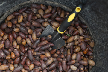 acorns and cultivation tool, background basket acorns © Fernando