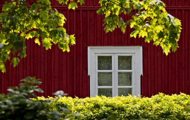 A red cottage with white window. Maple tree branches in sunlight framing the view