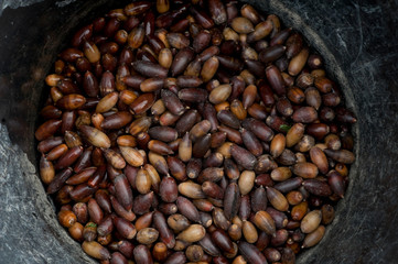 Fototapeta premium acorns in basket collection ready to eat or sow