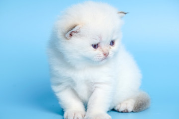 Cute British Longhair cat  indoor