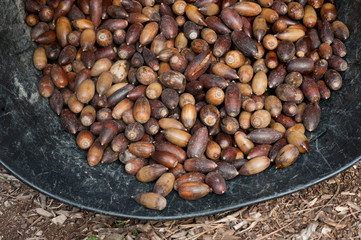 acorns in basket collection ready to eat or sow