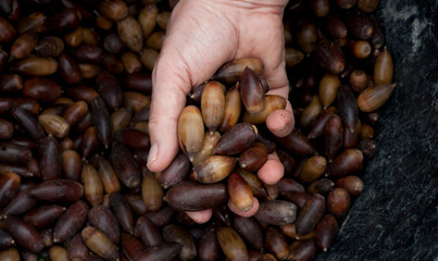 acorns in hand collection ready to eat or sow
