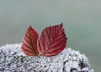 Autumn red leaves on a wooden fence in frost needles. Morning frost. Rime. Late fall. Selective...