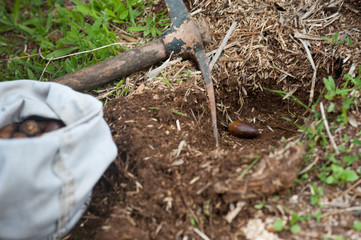 acorn in hole in ground and cultivation tool, bag with acorns and ground background
