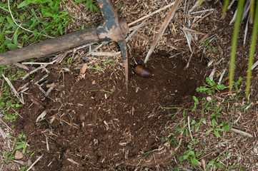 acorns in hole in ground, sowing, with cultivation tools