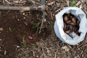 acorn in hole in ground and cultivation tool, bag with acorns and ground background