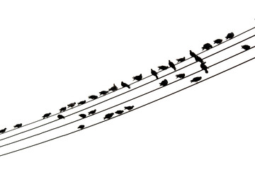 silhouette birds on electric pole