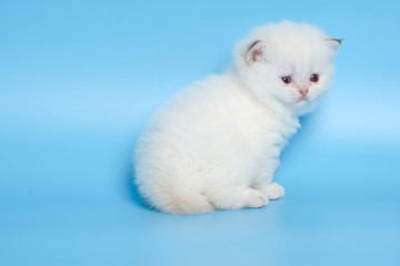 Fototapeta premium Cute British Longhair cat indoor