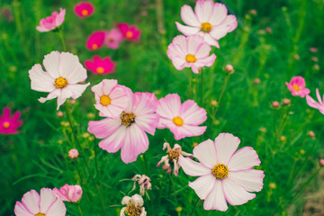 1.	Cosmos sulphureus, Mexican Aster,Beautiful garden landscape, colorful blooming flowers,Pink flower