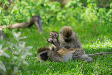 Baby monkey playing with plastic litter