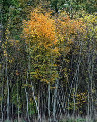 Birch trees with yellow colored leaves in autumn.