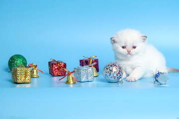 Cute British Longhair cat  indoor
