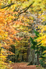 Fototapeta premium Forest path with yellow colored foliage in autumn.
