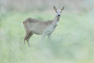 Naklejka na ściany i meble Roe deer doe in winter fur in meadow.
