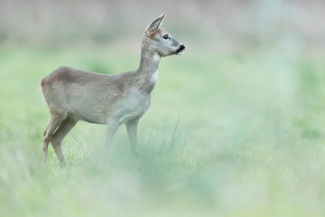 Naklejka na ściany i meble Roe deer doe in winter fur in meadow. Side view.