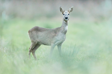 Roe deer doe in winter fur in meadow.