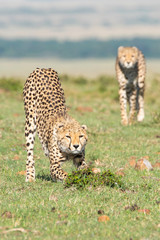 A cheetah walking and looking for its prey in the plains of Africa inside Masai Mara National Reserve during a wildlife safari